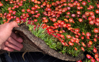 Delosperma Jewel Of Desert